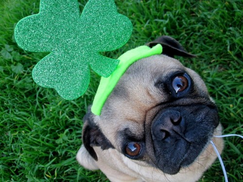 St. Patrick's Day Dog with A Green Hat, st. patrick's day, dog hat, green hat, cute animals, dogs